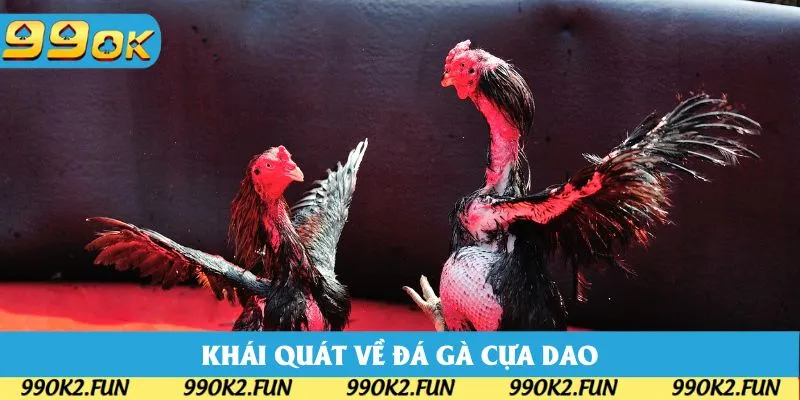 Khái quát các thông tin nên biết khi tham gia đá gà cựa dao
