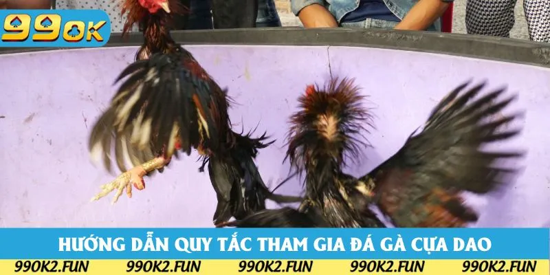Hướng dẫn các quy tắc chọn giống tham gia đá gà cựa dao