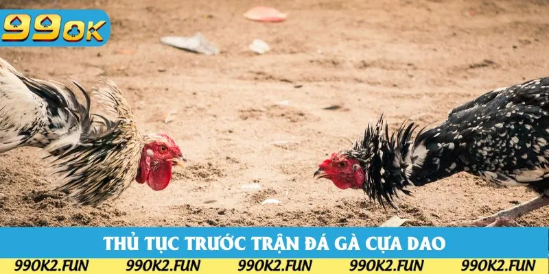 Thủ tục - quy tắc cần nắm khi bắt đầu tham gia chọi kê cựa dao