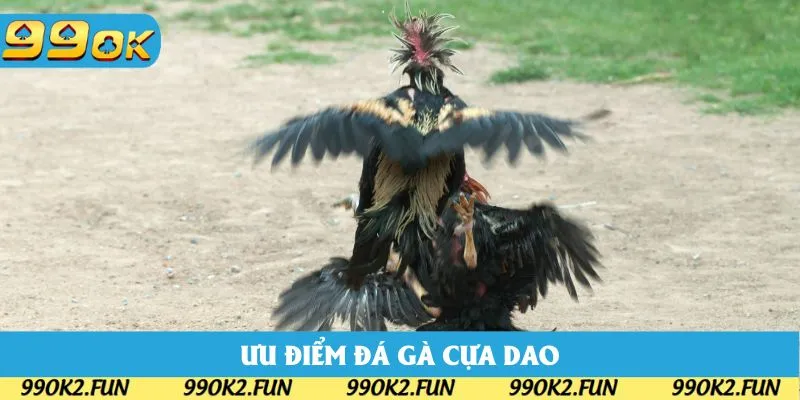 Ưu điểm khi tham gia đá gà cựa dao 99OK