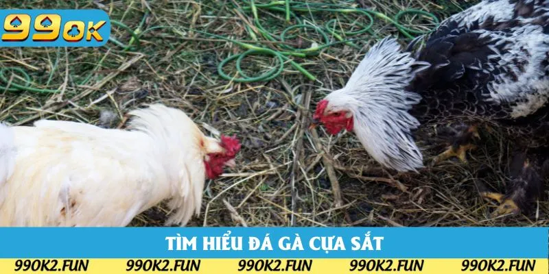 Tìm hiểu sơ lược về hình thức đá gà cựa sắt Tìm hiểu sơ lược về hình thức đá gà cựa sắt