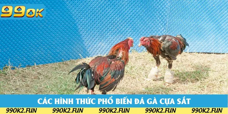 Các hình thức cược phổ biến trong đá gà cựa sắt Các hình thức cược phổ biến trong đá gà cựa sắt