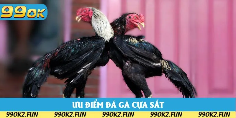 Các ưu điểm chính khi tham gia đá gà cựa sắt 99OK Các ưu điểm chính khi tham gia đá gà cựa sắt 99OK