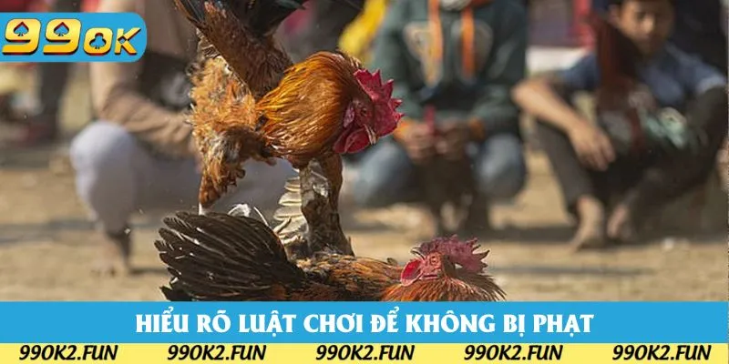 Hiểu rõ luật chơi đá gà để không bị xử phạt Hiểu rõ luật chơi đá gà để không bị xử phạt